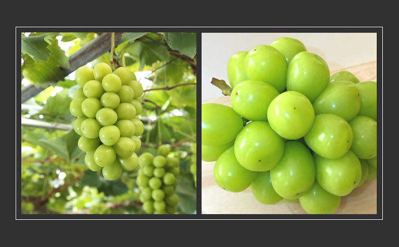 ぶどう 2026年 先行予約 詰合/ニューピオーネ2房(1房480g以上)・シャインマスカット晴王2房(1房480g以上)　化粧箱入り ブドウ 葡萄 岡山県産 国産 フルーツ 果物 ギフト 