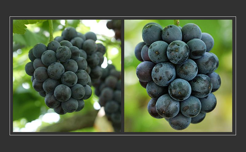 ぶどう 2026年 先行予約 詰合/ニューピオーネ2房(1房480g以上)・シャインマスカット晴王2房(1房480g以上)　化粧箱入り ブドウ 葡萄 岡山県産 国産 フルーツ 果物 ギフト 