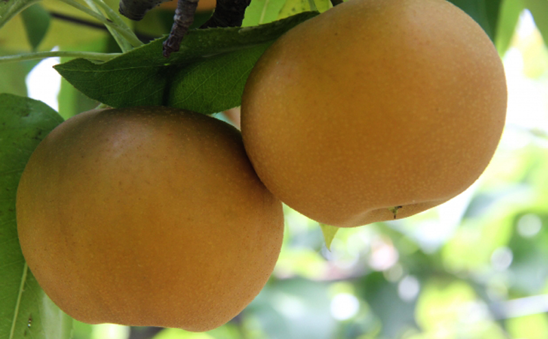 梨 2025年 先行予約 あたご梨 4～7玉（約4kg） 化粧箱入り なし ナシ 岡山県産 国産 フルーツ 果物 ギフト 