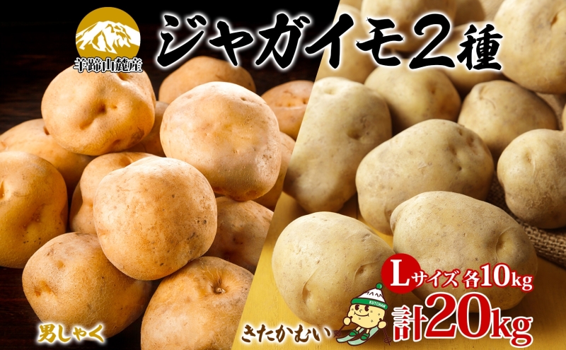 北海道産じゃがいも 男爵 きたかむい各約10kg Lサイズ 計20kg