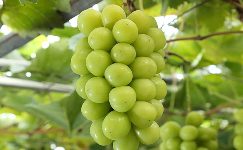 フルーツ 定期便 2026年 先行予約 晴れの国 岡山 の 定期フルーツ定期便 3回コース桃 もも 葡萄 ブドウ 岡山県産 国産 セット ギフト 