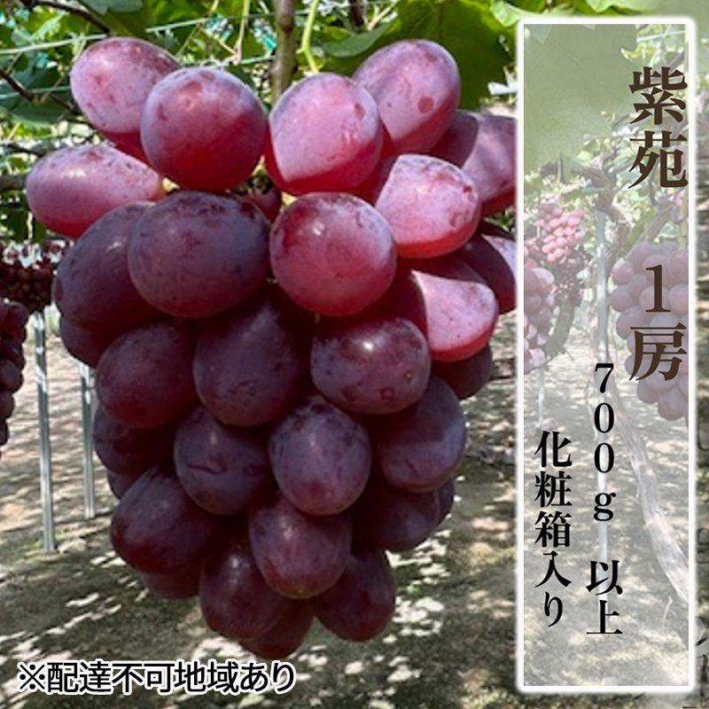 ぶどう 2025年 先行予約 紫苑1房（700ｇ以上）化粧箱入り ブドウ 葡萄 岡山県産 国産 フルーツ 果物 ギフト 