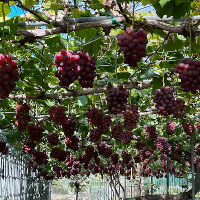ぶどう 2026年 先行予約 紫苑1房（700ｇ以上）化粧箱入り ブドウ 葡萄 岡山県産 国産 フルーツ 果物 ギフト 