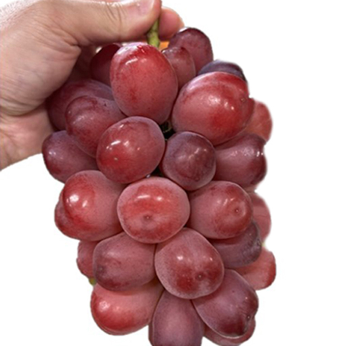 ぶどう 2026年 先行予約 紫苑1房（700ｇ以上）化粧箱入り ブドウ 葡萄 岡山県産 国産 フルーツ 果物 ギフト 