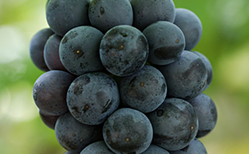 ぶどう 2026年 先行予約 ニューピオーネ4房(1房480g以上) ブドウ 葡萄 岡山県産 国産 フルーツ 果物 ギフト 