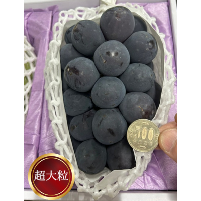 ぶどう 2026年 先行予約 ぼっけえ大粒ニューピオーネ1房(800g以上) 化粧箱入り ブドウ 葡萄 岡山県産 国産 フルーツ 果物 ギフト 