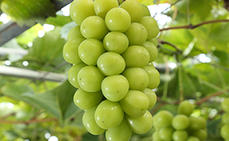 ぶどう 2026年 先行予約 シャインマスカット晴王2房(1房480g以上) 化粧箱入り ブドウ 葡萄 岡山県産 国産 フルーツ 果物 ギフト 