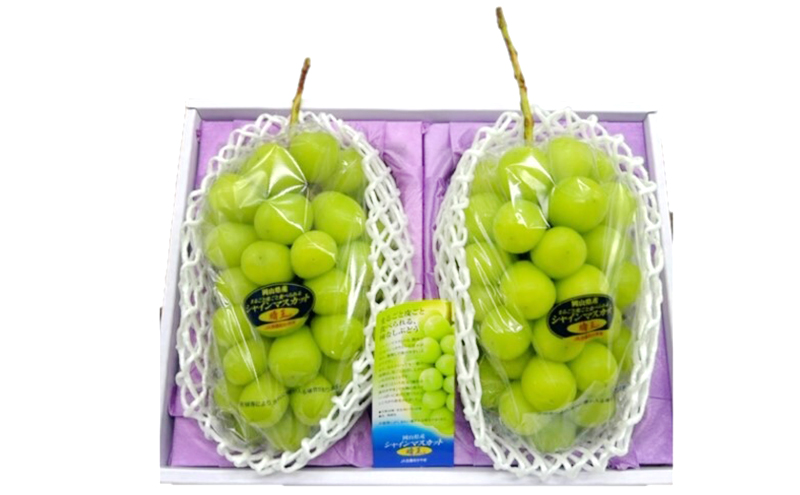 ぶどう 2026年 先行予約 シャインマスカット晴王2房(1房480g以上) 化粧箱入り ブドウ 葡萄 岡山県産 国産 フルーツ 果物 ギフト 