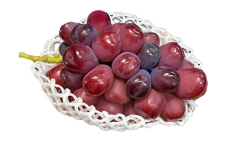 ぶどう 2026年 先行予約 ブラックシャインマスカット1房（600ｇ以上）化粧箱入り ブドウ 葡萄 岡山県産 国産 フルーツ 果物 ギフト 