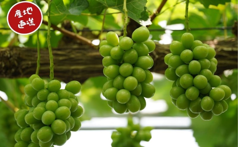 訳あり シャインマスカット 2房 合計1.1kg以上 産地直送 朝採れ ぶどう 葡萄 シャイン マスカット 岡山 Kawahara Green Farm 岡山県産 2026年 