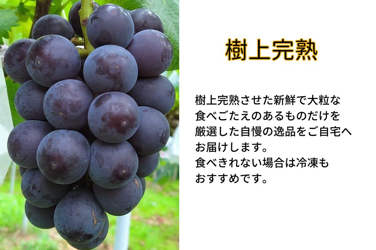 ぶどう 藤稔 2房 合計1.0kg以上 産地直送 朝採れ ぶどう 葡萄 岡山 Kawahara Green Farm 岡山県産 2026年 