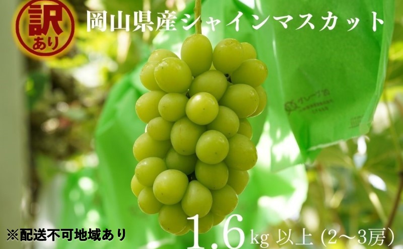 訳あり シャインマスカット 2～3房 合計1.6kg以上 産地直送 朝採れ ぶどう 葡萄 シャイン マスカット 岡山 Kawahara Green Farm 岡山県産 2026年 