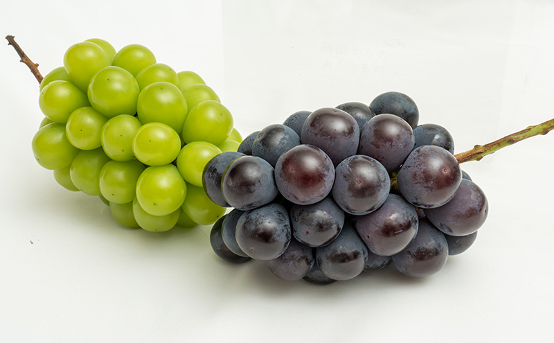 ぶどう 2026年 先行予約 果物 詰合せ ニュー ピオーネ 1房（1房470g以上）シャイン マスカット 晴王 1房（1房470g以上） 化粧箱入り 岡山県産 国産 フルーツ ギフト  果物類 