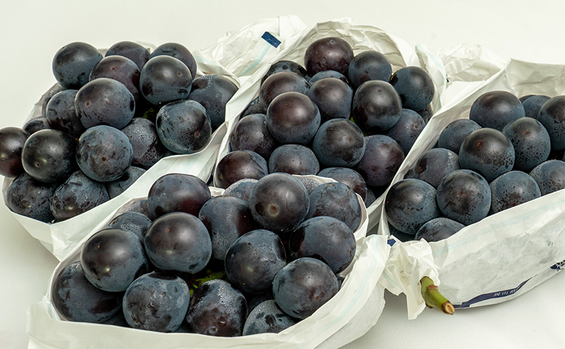 ぶどう 2026年 先行予約 ニュー ピオーネ 4房（合計約2kg）  ブドウ 葡萄  岡山県産 国産 フルーツ 果物 ギフト  