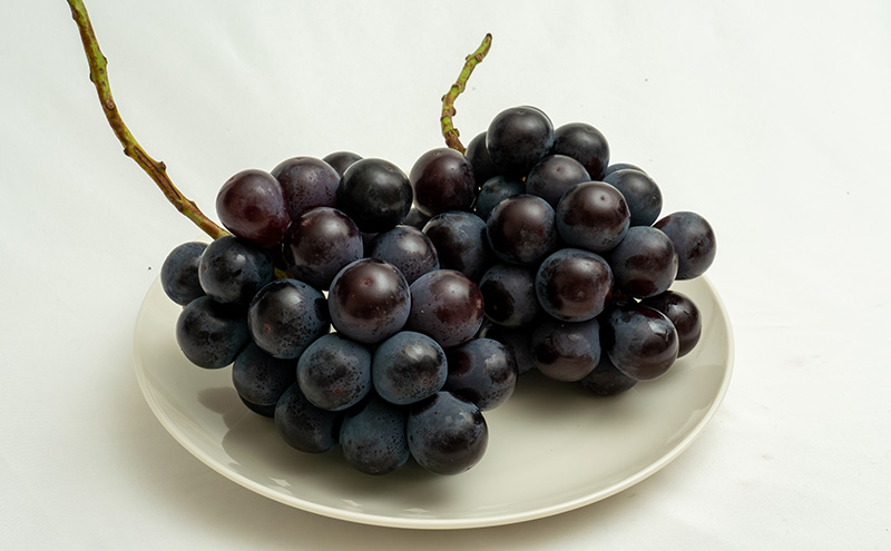 ぶどう 2026年 先行予約 ニュー ピオーネ 2房（合計約1.1kg）化粧箱入り ブドウ 葡萄  岡山県産 国産 フルーツ 果物 ギフト  