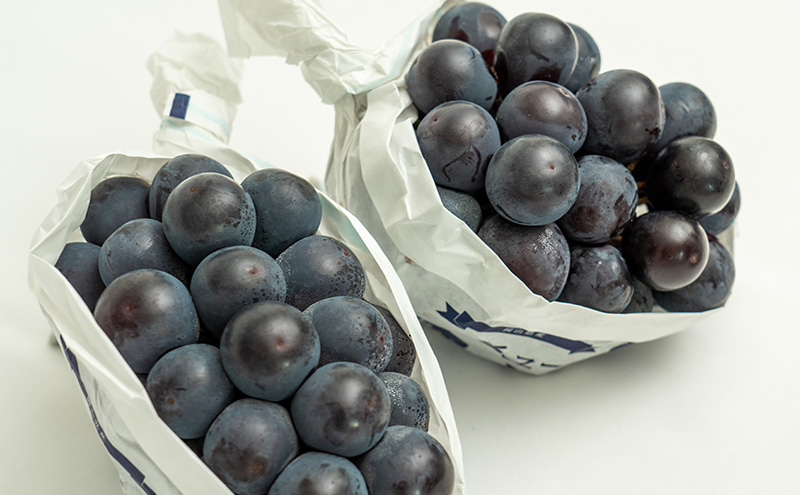 ぶどう 2026年 先行予約 ニュー ピオーネ 2房（合計約1.1kg）化粧箱入り ブドウ 葡萄  岡山県産 国産 フルーツ 果物 ギフト  