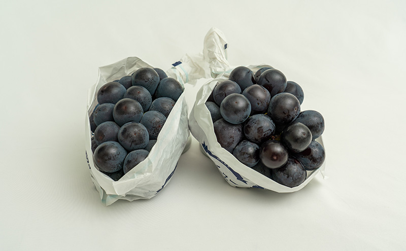 ぶどう 2026年 先行予約 ニュー ピオーネ 2房（合計約940g）化粧箱入り ブドウ 葡萄  岡山県産 国産 フルーツ 果物 ギフト  