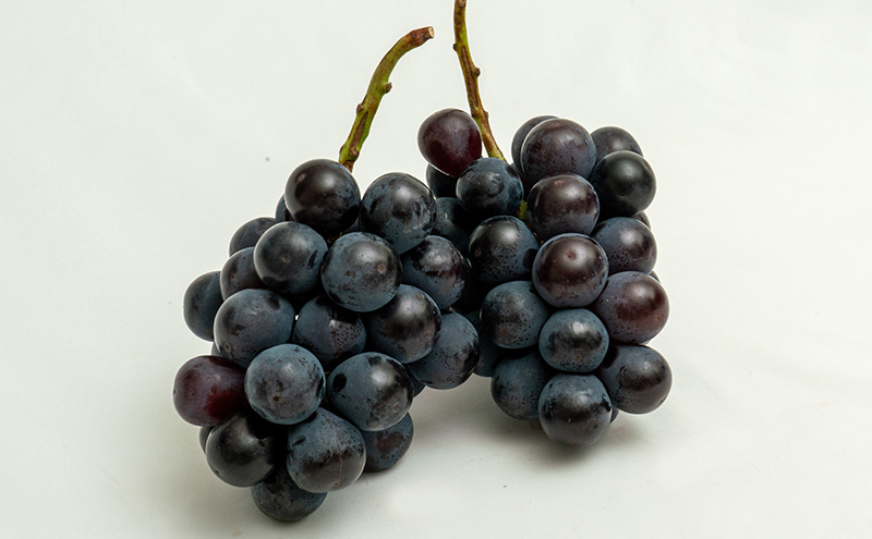 ぶどう 2026年 先行予約 ニュー ピオーネ 2房（合計約1.1kg）化粧箱入り ブドウ 葡萄  岡山県産 国産 フルーツ 果物 ギフト  