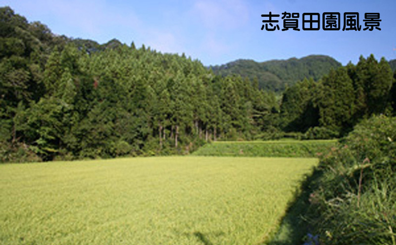 宮城県岩沼市のふるさと納税 【10月受付再開予定/令和7年産新米】玄米 金のいぶき 5kg 志賀沢米 岩沼産 お米 ブランド米 単一原料米 5キロ こめ コメ おこめ ご飯 ライス 玄米ごはん 玄米ご飯 きんのいぶき 金のいぶき玄米 東北 宮城県産 宮城米 宮城 宮城県 岩沼市