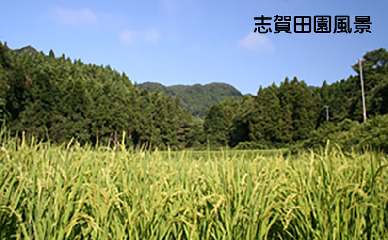 宮城県岩沼市のふるさと納税 【10月受付再開予定/令和7年産新米】玄米 金のいぶき 5kg 志賀沢米 岩沼産 お米 ブランド米 単一原料米 5キロ こめ コメ おこめ ご飯 ライス 玄米ごはん 玄米ご飯 きんのいぶき 金のいぶき玄米 東北 宮城県産 宮城米 宮城 宮城県 岩沼市