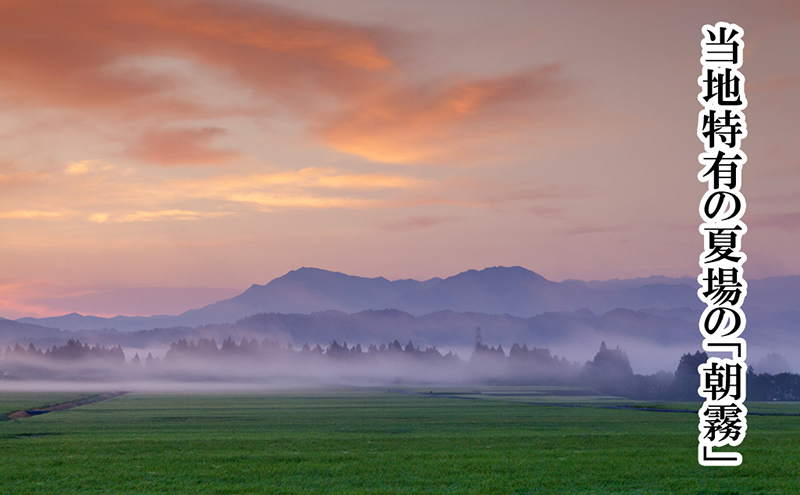 【厳選☆十日町育ち】“有機栽培米” 魚沼産コシヒカリ 5kg×2袋 お米 