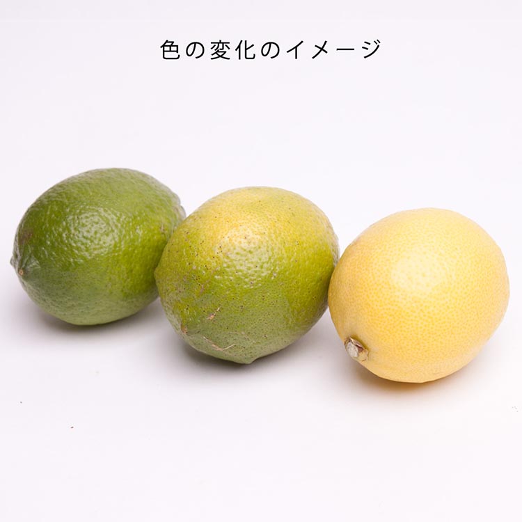 ＜9月より発送＞レモン2.5kg+250g（傷み補償分）【和歌山有田産】【防腐剤・WAX不使用、安心の国産レモン】 ※北海道・沖縄・離島への配送不可 ※2025年9月中旬～2026年4月下旬頃に順次発送予定