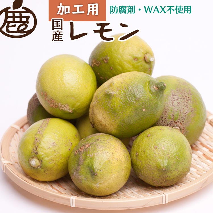 ＜9月より発送＞加工用 レモン10kg+250g（傷み補償分）【和歌山有田産】【防腐剤・WAX不使用、安心の国産レモン】【わけあり・訳ありレモン】 ※北海道・沖縄・離島への配送不可 ※2025年9月中旬～2026年4月下旬頃に順次発送予定