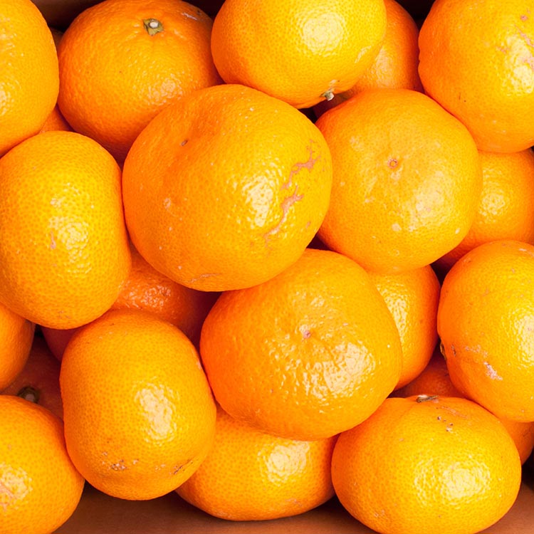 家庭用 大きな有田みかん10kg+250g（傷み補償分）【わけあり・訳あり】【光センサー選果】 ※北海道・沖縄・離島への配送不可 ※2025年11月上旬～2026年1月下旬頃に順次発送予定