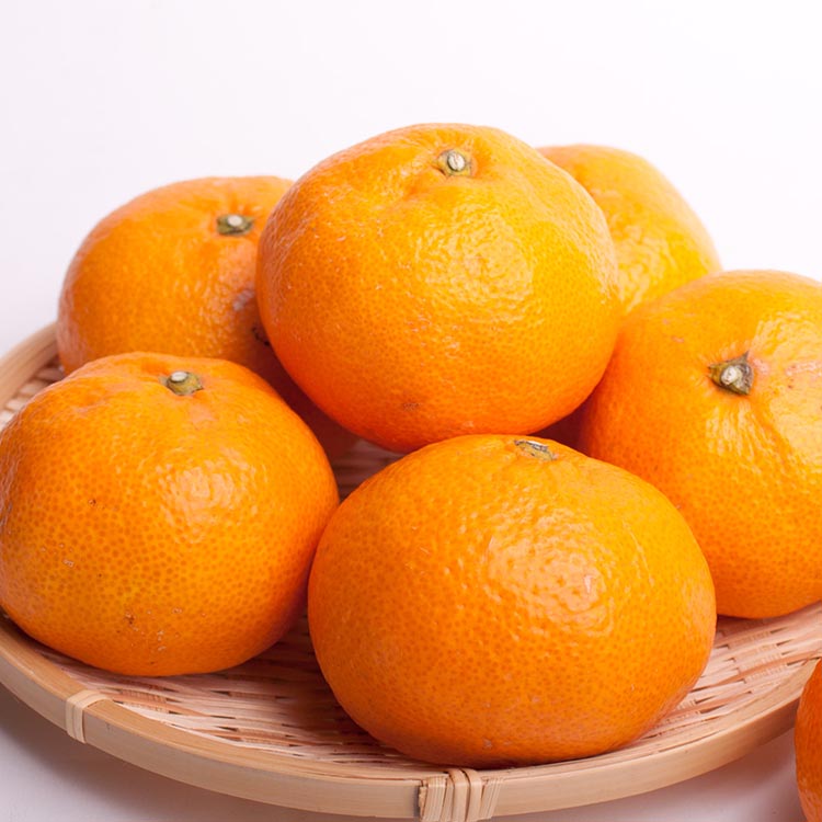 家庭用 大きな有田みかん10kg+250g（傷み補償分）【わけあり・訳あり】【光センサー選果】 ※北海道・沖縄・離島への配送不可 ※2025年11月上旬～2026年1月下旬頃に順次発送予定