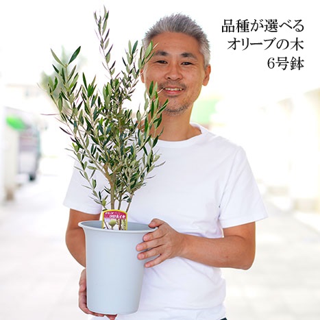 オリーブの木 6号鉢 シンボルツリー ※離島への配送不可 | 観葉