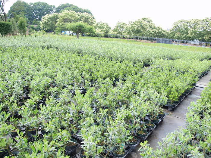 ★６品種セット★ オリーブの木★シンボルツリー　オリーブの苗　オリーブ Amazon.co.jp: 【 植替え不要 】 オリーブの木 オリーブ 苗 苗木