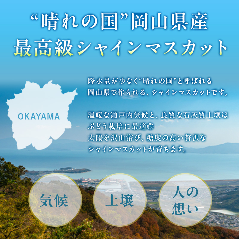 ぶどう 定期便 2026年 先行予約 シャイン マスカット 晴王 各月2房（1房600g以上） 3回コース マスカット ブドウ 葡萄  岡山県産 国産 フルーツ 果物 ギフト 上品な香り 最高級 大粒 種なし 皮ごと 