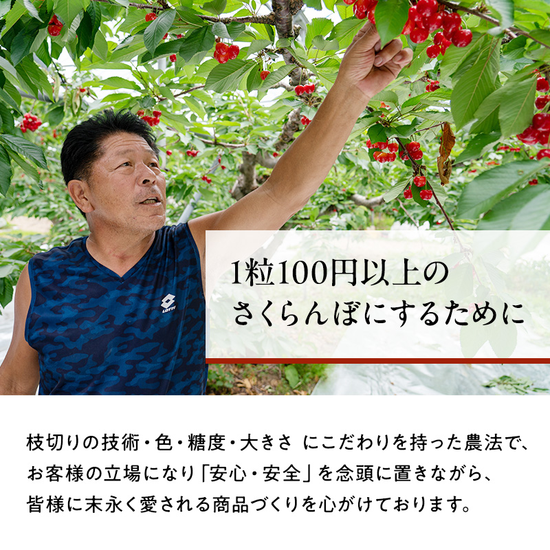 北海道仁木町のふるさと納税 先行受付 北海道 仁木町産 ジャンボサイズ さくらんぼ 【 紅秀峰 】2Lサイズ以上 300g×2パック 計600g 　サクランボ チェリー フルーツ 果物 果物類  仁木町 仁木 [嶋田茂農園匠]