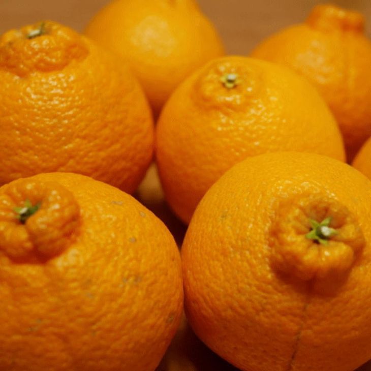 ZD6384n_【2026年先行予約】【濃厚】有田の不知火 (デコポン) 【訳あり 家庭用】 6.5kg (サイズ混合)