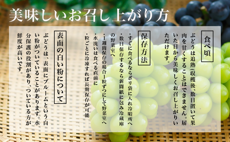 ぶどう 2026年 先行予約 ニュー ピオーネ 4房（1房480g以上）約2kg ブドウ 葡萄 岡山県産 国産 フルーツ 果物 ギフト 