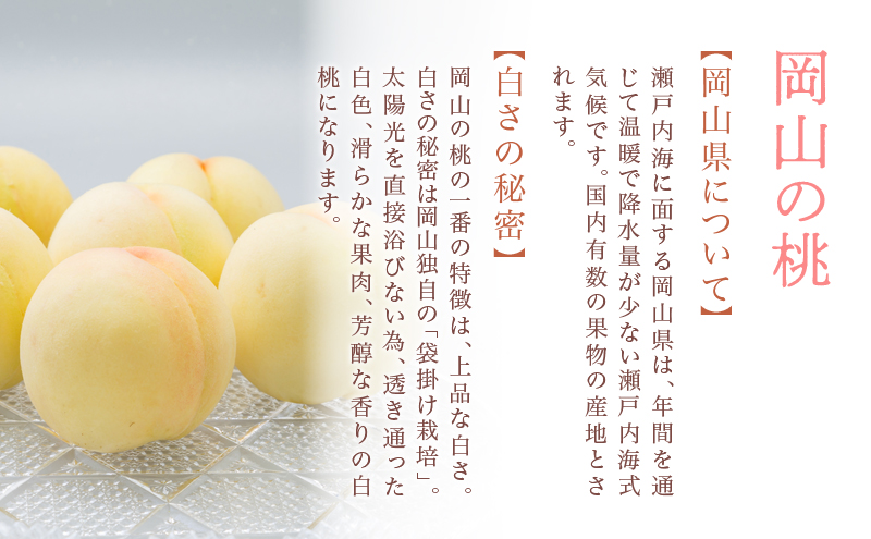 桃 ぶどう 2026年 先行予約 果物 詰合せ 白桃 2玉（1玉220g以上）ニューピオーネ 2房（1房480g以上）化粧箱入り もも 葡萄 岡山県産 国産 フルーツ 果物 ギフト 