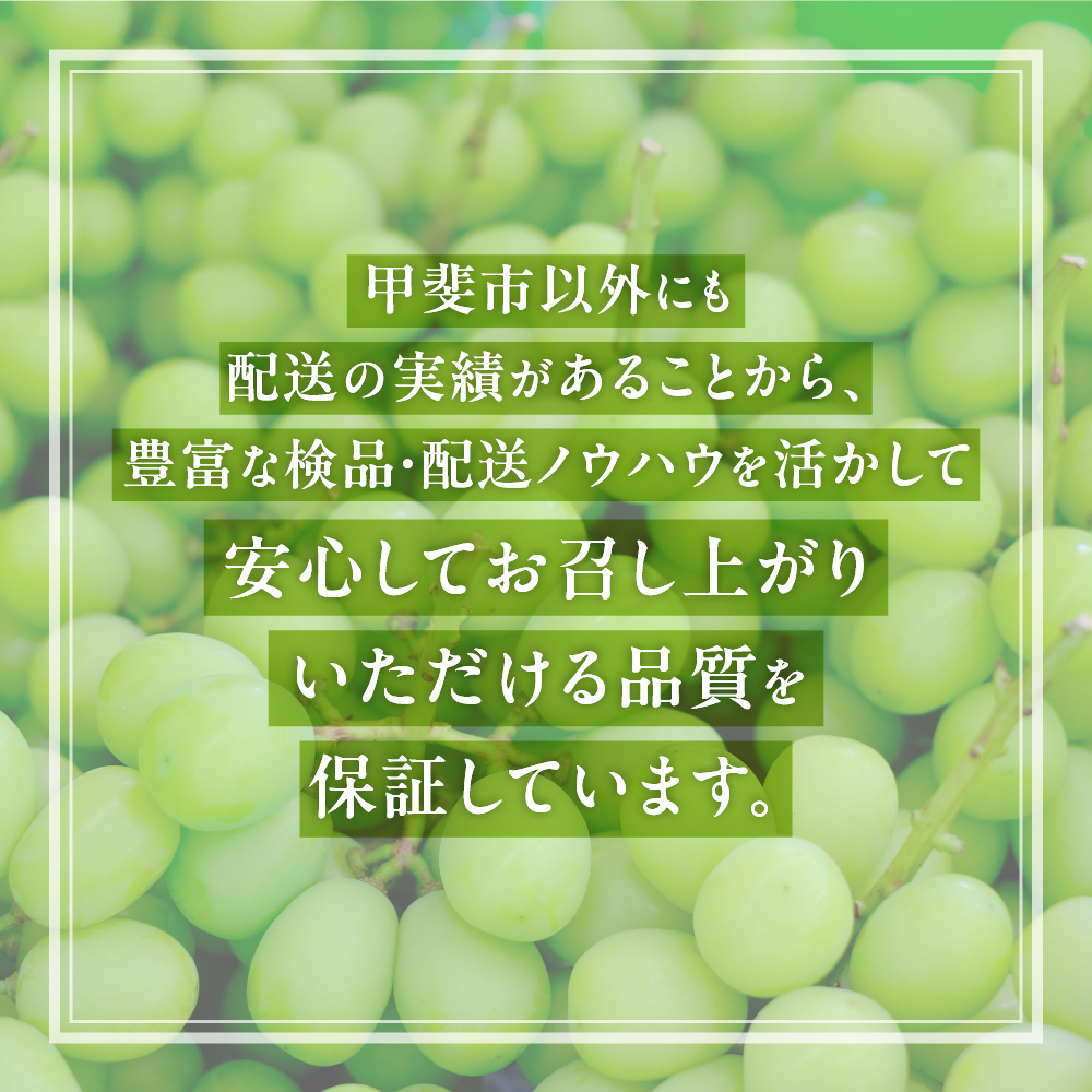 山梨県甲斐市のふるさと納税 【2026年発送分】シャインマスカット「こだわり」１kg以上　先行予約　2～3房　人気　おすすめ　国産　贈答　ギフト　お取り寄せ　　山梨県産　産地直送　フルーツ　果物　くだもの　ぶどう　ブドウ　葡萄　シャイン　シャインマスカット　新鮮　CD-1