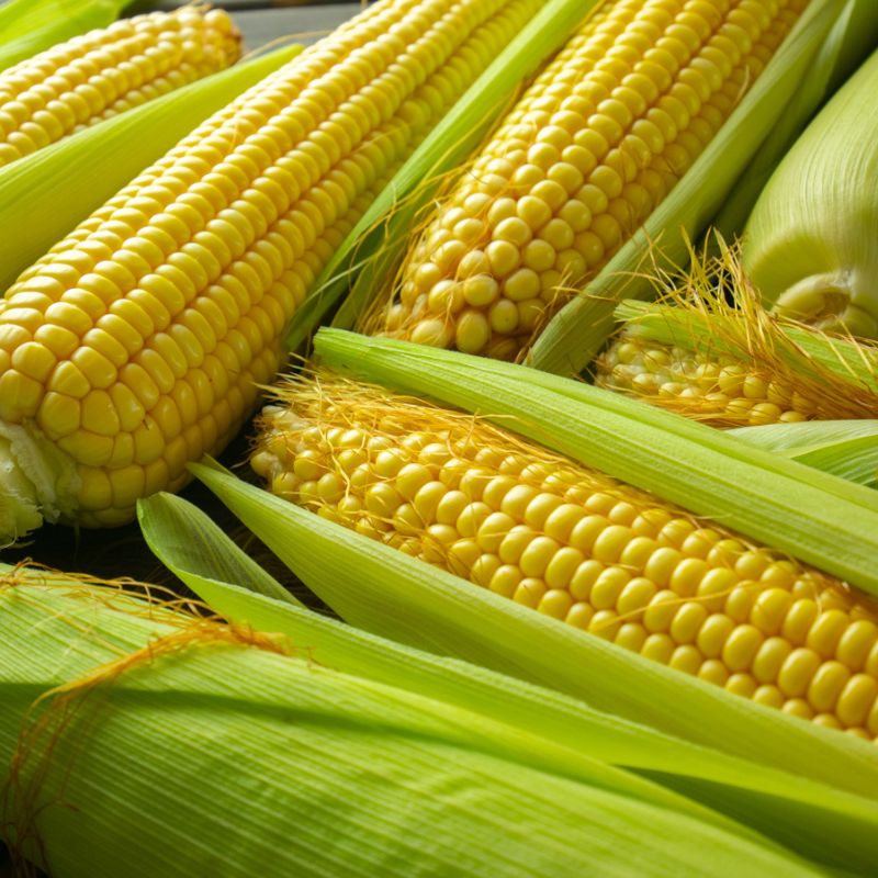 【2026年夏発送】生で食べられる！とうもろこし 富良野産 ゴールドラッシュ 5本 とうきび 野菜