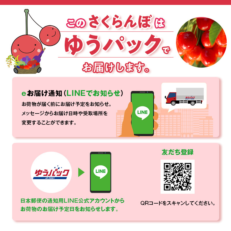 [先行受付] 北海道 仁木町産 さくらんぼ 「佐藤錦」 バラ詰め M-L混合 500g (250g×2パック)　国産 旬のフルーツ 旬の果物 デザートサクランボ チェリー フルーツ 果物 果物類 仁木 [フルーツショップ妹尾観光農園] 