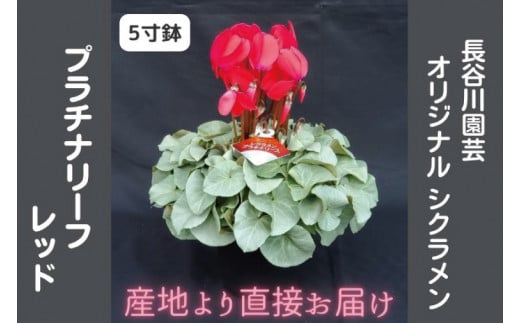 【先行予約】【長谷川園芸】オリジナル品種 シクラメン プラチナリーフ ５寸 レッド【冬のギフト  フラワーギフト クリスマス 鉢花】(AT101)