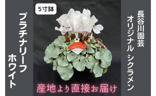 【先行予約】【長谷川園芸】オリジナル品種 シクラメン プラチナリーフ ５寸 ホワイト 【冬のギフト  フラワーギフト クリスマス 鉢花】(AT102)