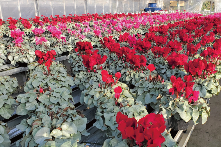 【先行予約】【長谷川園芸】オリジナル品種 シクラメン プラチナリーフ ５寸 ホワイト 【冬のギフト  フラワーギフト クリスマス 鉢花】(AT102)