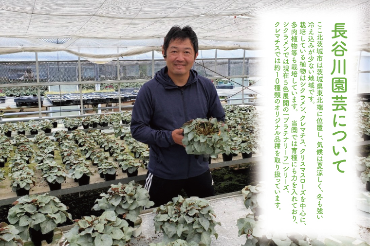 【先行予約】【長谷川園芸】オリジナル品種 シクラメン プラチナリーフ ５寸 バイオレット【冬のギフト  フラワーギフト クリスマス 鉢花】 (AT104)