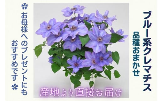【先行予約】【長谷川園芸】品種おまかせブルー系クレマチス5寸【母の日 ギフト プレゼント 贈答 花のある生活】(AT210)
