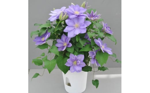【先行予約】【長谷川園芸】品種おまかせブルー系クレマチス5寸【母の日 ギフト プレゼント 贈答 花のある生活】(AT210)