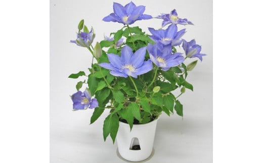 【先行予約】【長谷川園芸】品種おまかせブルー系クレマチス5寸【母の日 ギフト プレゼント 贈答 花のある生活】(AT210)