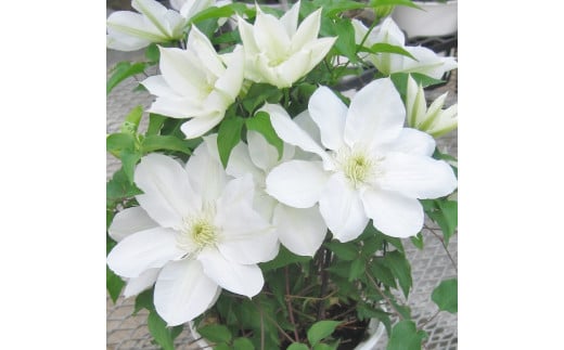 【先行予約】【長谷川園芸】国際園芸博覧会で最高賞受賞のクレマチス「北浜」５寸【母の日 ギフト プレゼント 贈答 花のある生活】 (AT211)