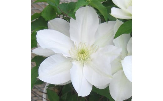 【先行予約】【長谷川園芸】国際園芸博覧会で最高賞受賞のクレマチス「北浜」５寸【母の日 ギフト プレゼント 贈答 花のある生活】 (AT211)