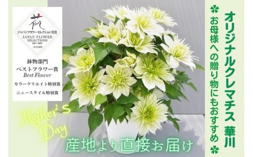 y錧kszys\zyJ쉀|zIWi N}`XuؐvkxXgt[܎ܕilTy̓ Mtg v[g  Ԃ̂鐶z430`56o(AT213)