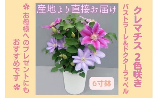 y錧kszys\zyJ쉀|zN}`XUQF炫kpXg[×hN^[bylP y̓ Mtg v[g  Ԃ̂鐶z(AT215)